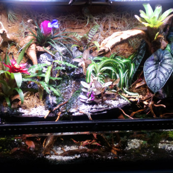 aquariophile dieububull