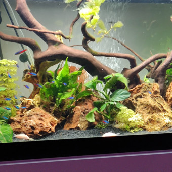 aquariophile Muzashi