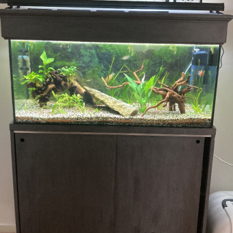 aquariophile Anais59