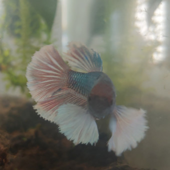 aquariophile annaaaa