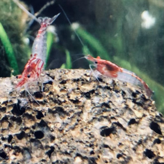 aquariophile Sergio30