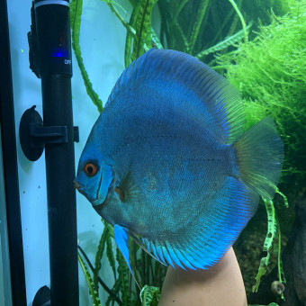 aquariophile wilfried-nathanael-tommeray