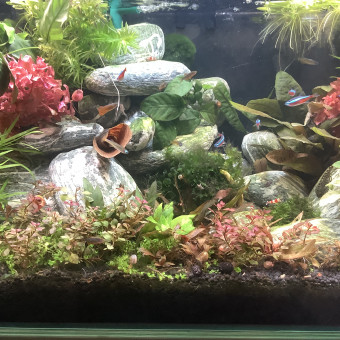 aquariophile Maxale
