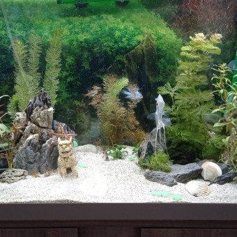 aquariophile Cid57540