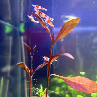 aquariophile Cat29