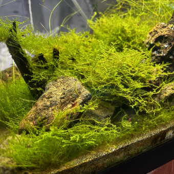 aquariophile Las26