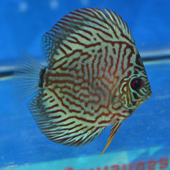 aquariophile Koala.nature