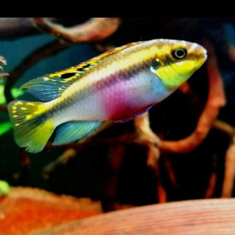 aquariophile Laetitia29200