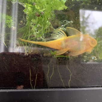 aquariophile Leon_Gold
