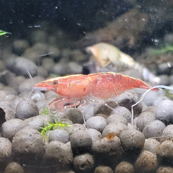aquariophile Louloushrimp