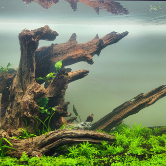 aquariophile FLV77