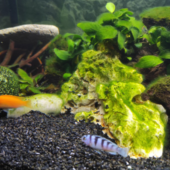 aquariophile Guy06520