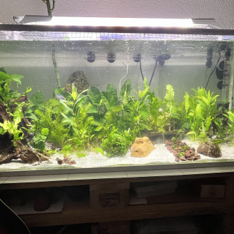 aquariophile Jayno974