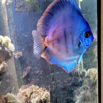 aquariophile Sevedu34