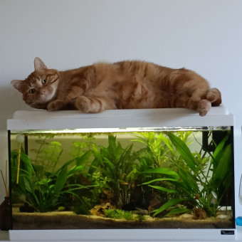 aquariophile Teddy06400