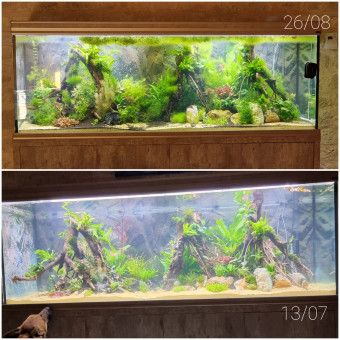 aquariophile GEGE17