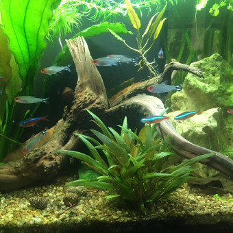 aquariophile Fanoche