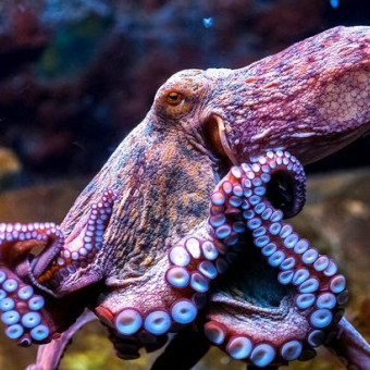 aquariophile Baleine76