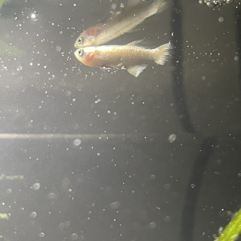 aquariophile neolen2o