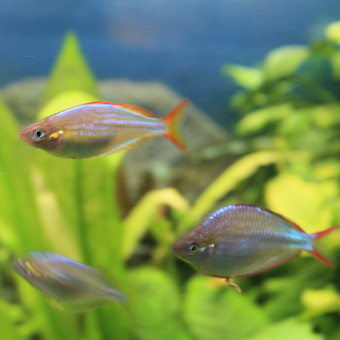 aquariophile garnaud