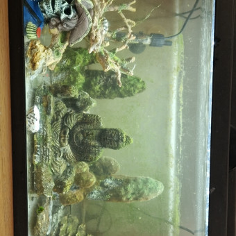 aquariophile Lafive