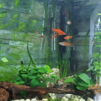 aquariophile Jess8407