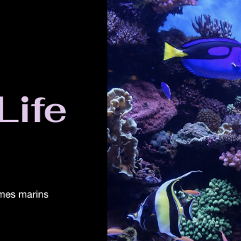 aquariophile Marinelifenc