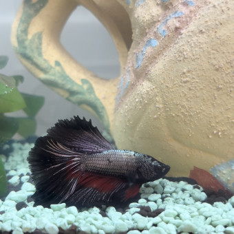 aquariophile lilouetnelson