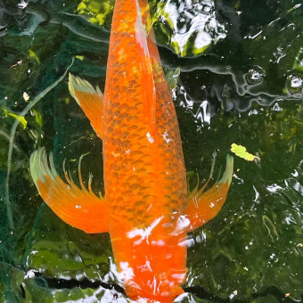 aquariophile Margot91