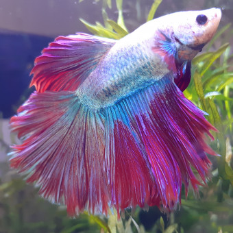 aquariophile Archimade