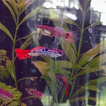 aquariophile Tony76lola