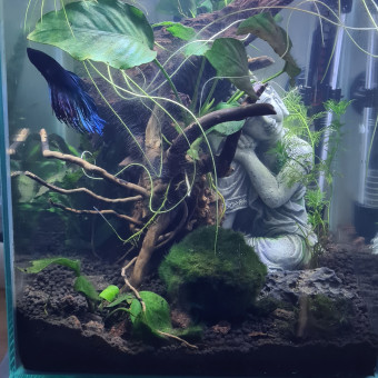 aquariophile Lucson