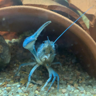 aquariophile Lakita