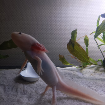 aquariophile Mahatmatougus