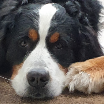 aquariophile DCARLIER