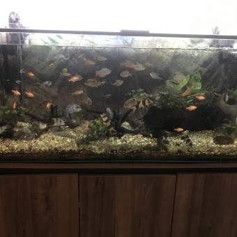 aquariophile dume83