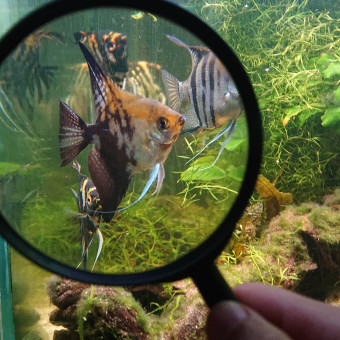 aquariophile OleSebO