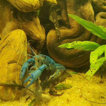 aquariophile Hera1311