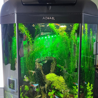 aquariophile Almeida