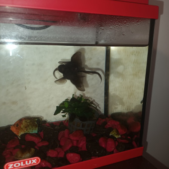 aquariophile Mymy3586