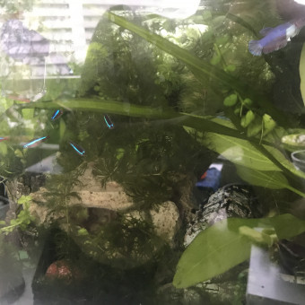 aquariophile Nicolas.T