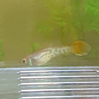 aquariophile guppyland95