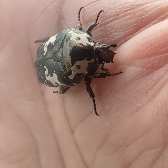 aquariophile Speedy974