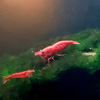 aquariophile Jack13