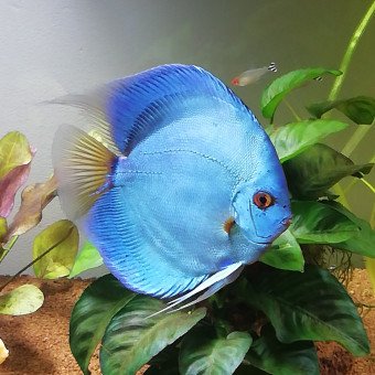 aquariophile Clem10