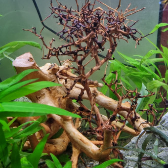 aquariophile Hydrann