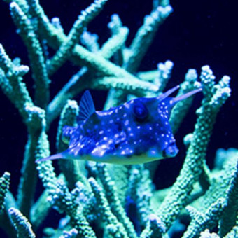 aquariophile Selenis