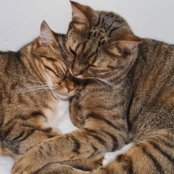 aquariophile Myrtilleh