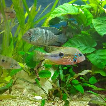 aquariophile zozo