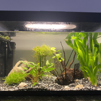 aquariophile grosotto